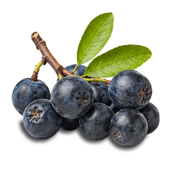 Cluster of ripe blueberries on a small brown stem with green leaves.