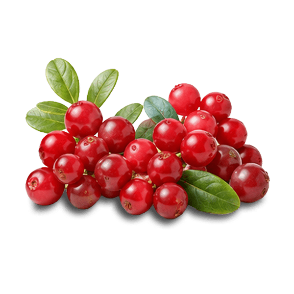 Pile of fresh red cranberries with green leaves on a white background