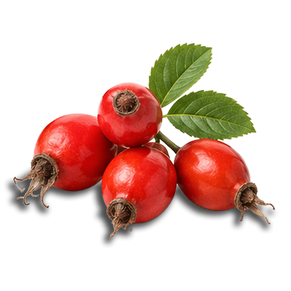 Cluster of bright red rose hips with green leaves on a white background