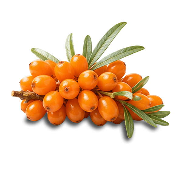 Cluster of bright orange sea buckthorn berries with green leaves on a woody stem